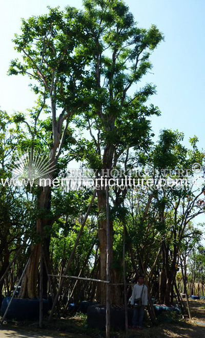 Dolichandrone Rphathacea